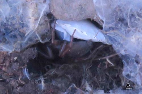 Drassodes sp.